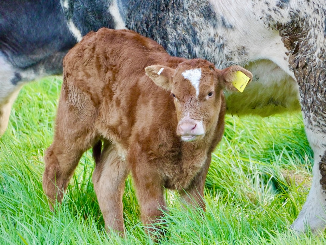 Photo Adorable calf